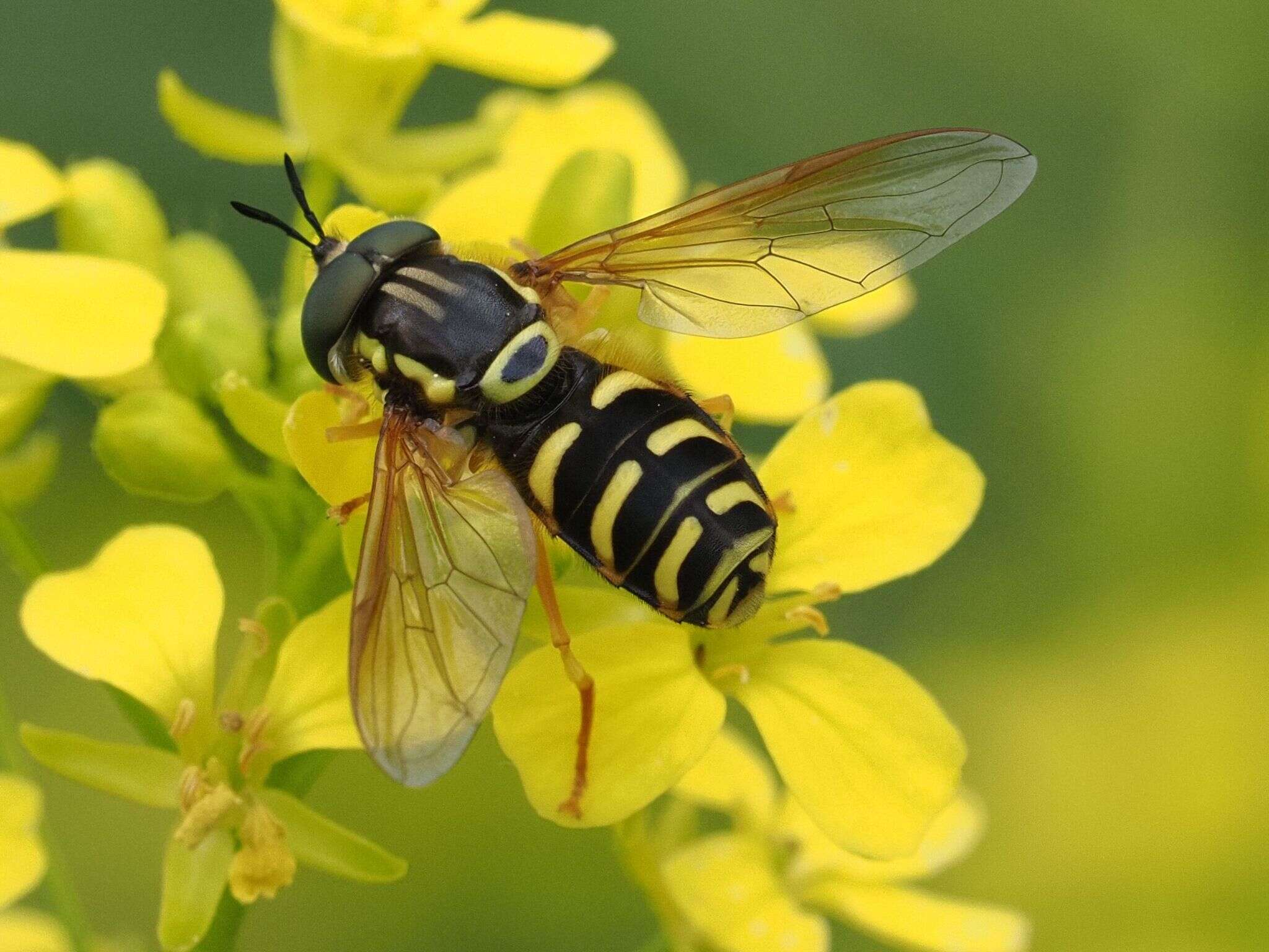 Image de Chrysotoxum elegans Loew 1841