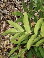 Image of Osmunda japonica Thunb.