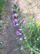 Sivun Antirrhinum thompsonii D. J. Keil kuva