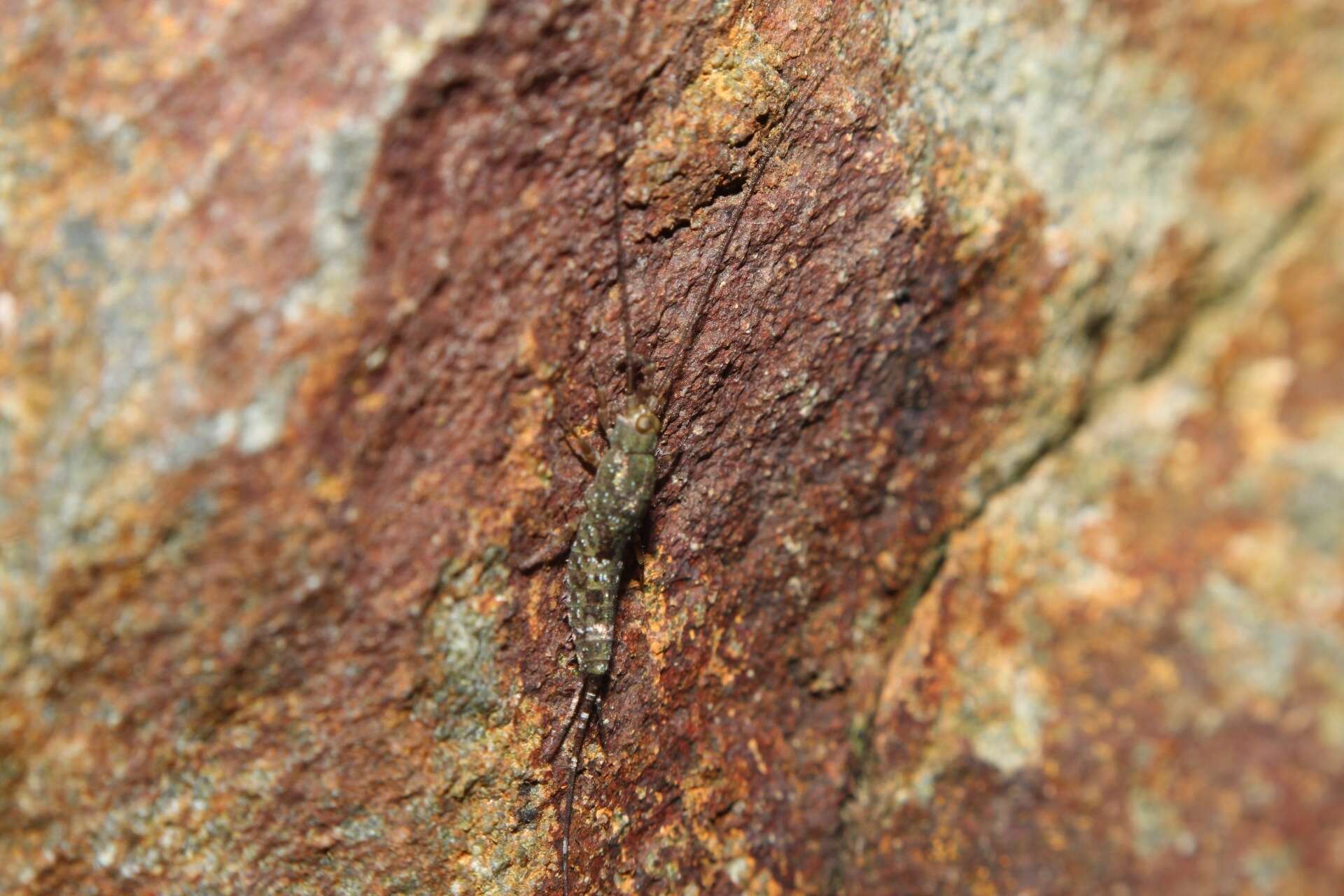 Слика од Petrobius brevistylis Carpenter 1913