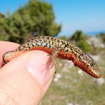 Image of Dalmatian Wall Lizard