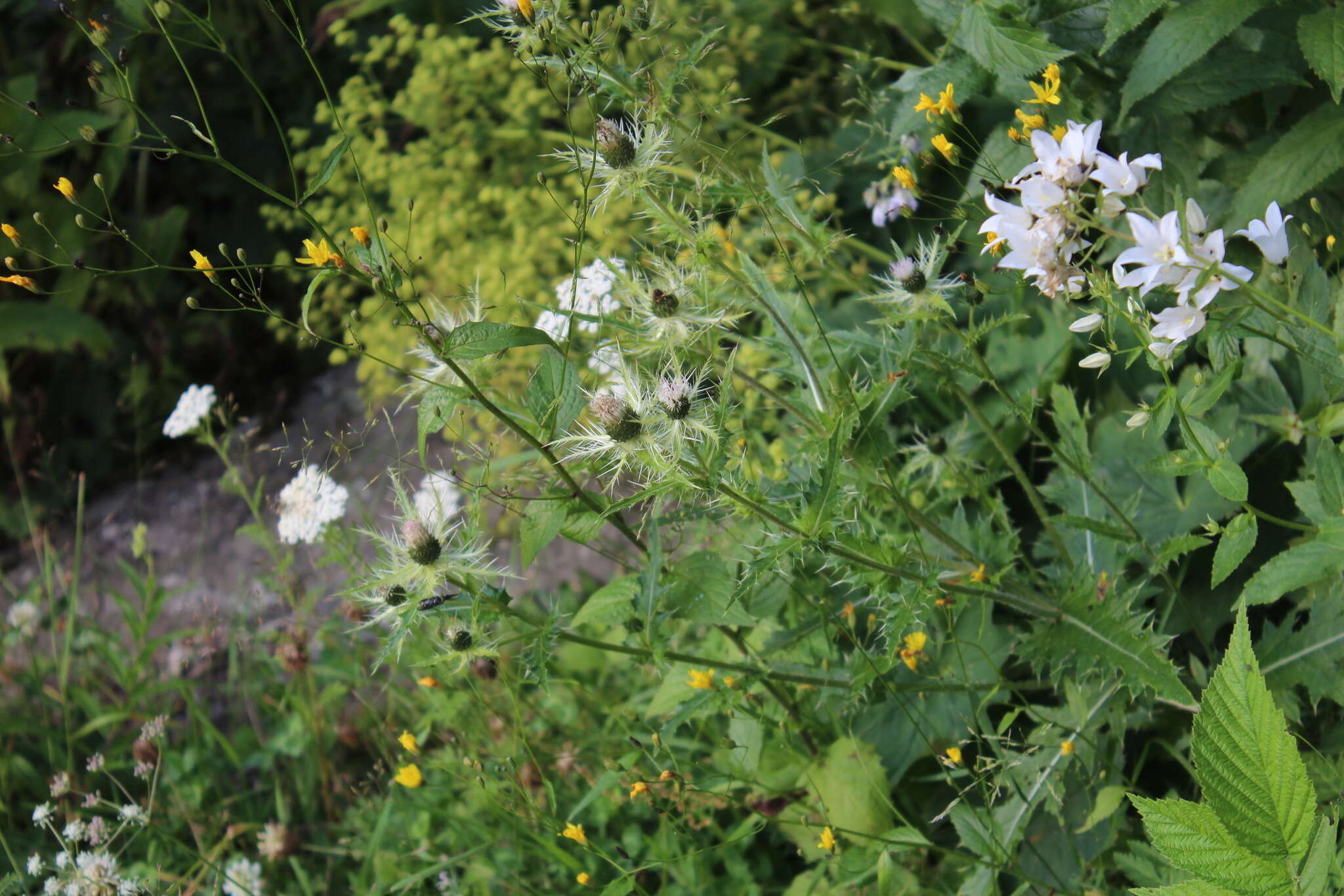 Image of Cirsium obvallatum (M. Bieb.) M. Bieb.