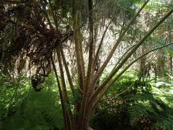 Image of Lacy Tree Fern