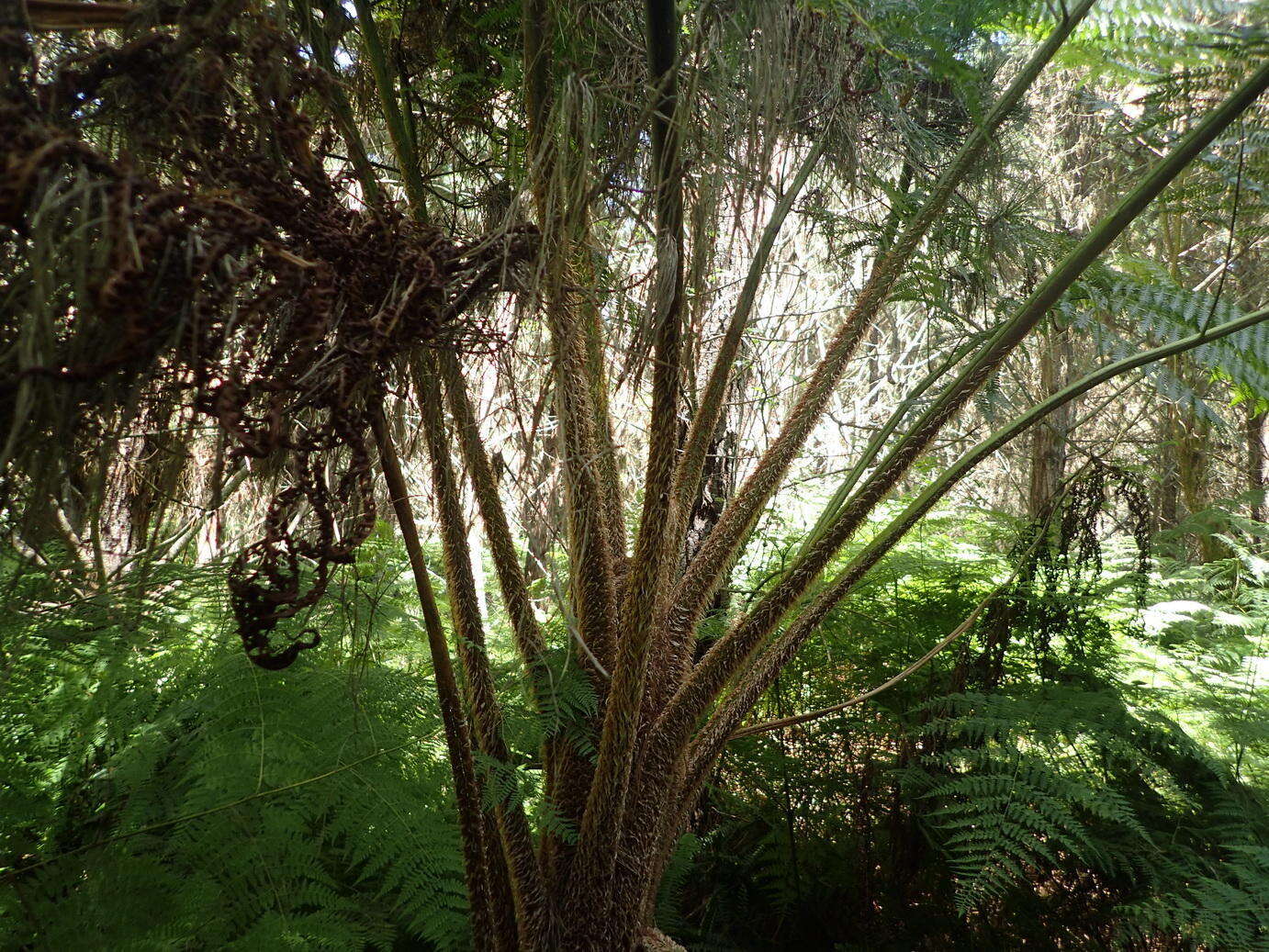 Image of Lacy Tree Fern