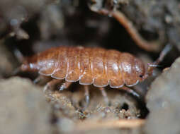 Image of common pygmy woodlouse