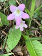 Sivun Streptocarpus roseo-albus Weigend & T. J. Edwards kuva