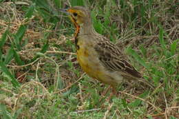 Image of Cape Longclaw