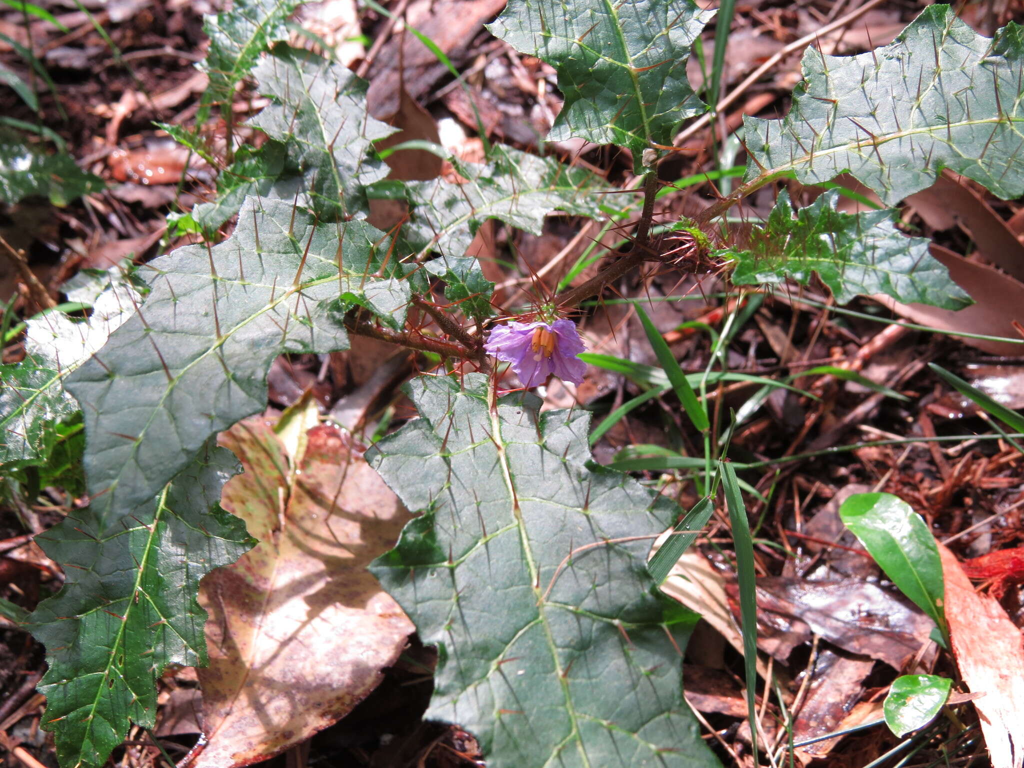 Image of Solanum prinophyllum Dun.