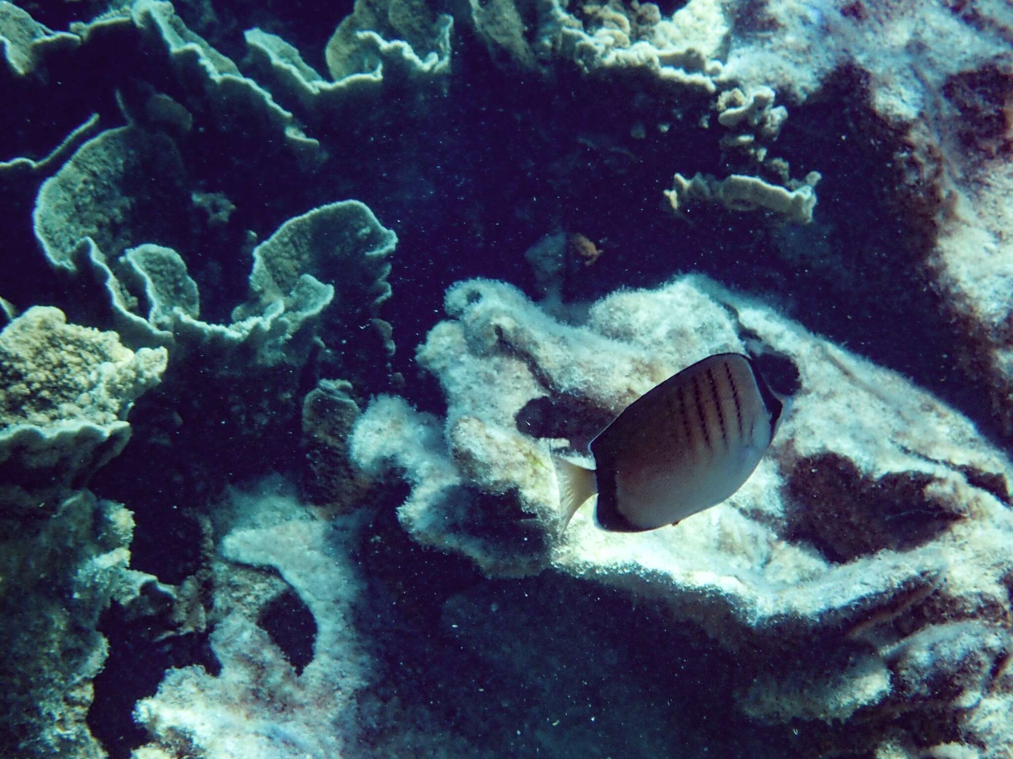 Image of Assarius Butterflyfish