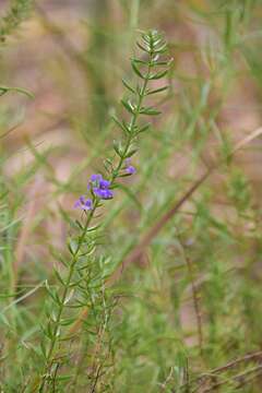 Image of Stemodia florulenta W. R. Barker