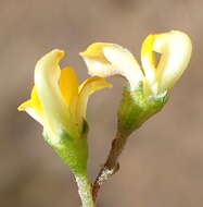 Image of Aspalathus biflora subsp. biflora