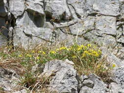 Imagem de Helianthemum canum (L.) Baumg.