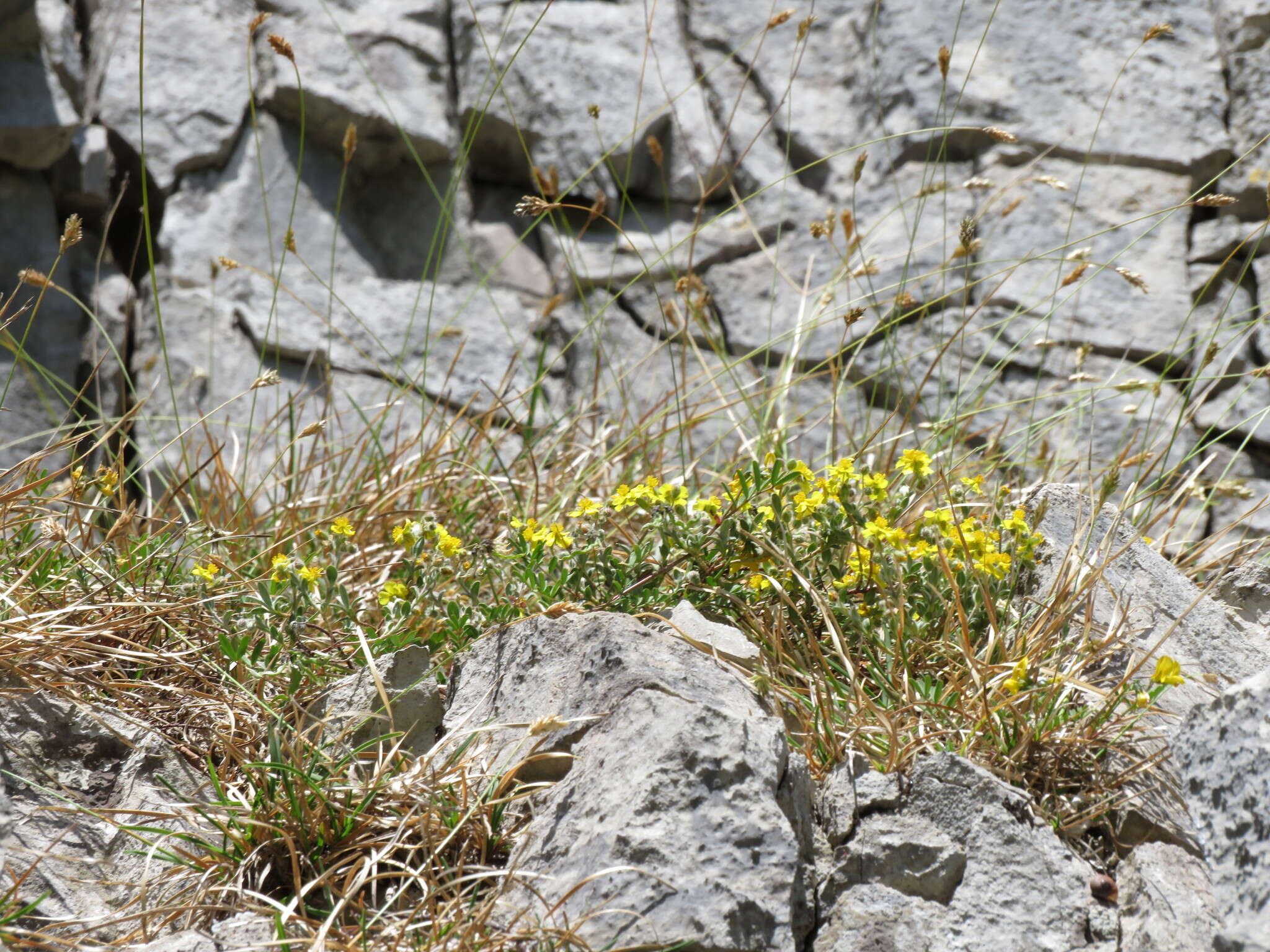 Image of Helianthemum canum (L.) Baumg.