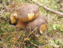 Image of Boletus aereus Bull. 1789