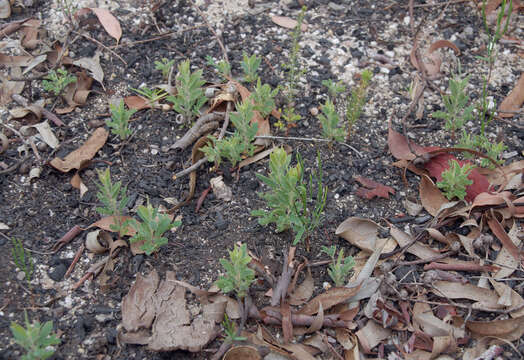 Image of Acacia purpureapetala