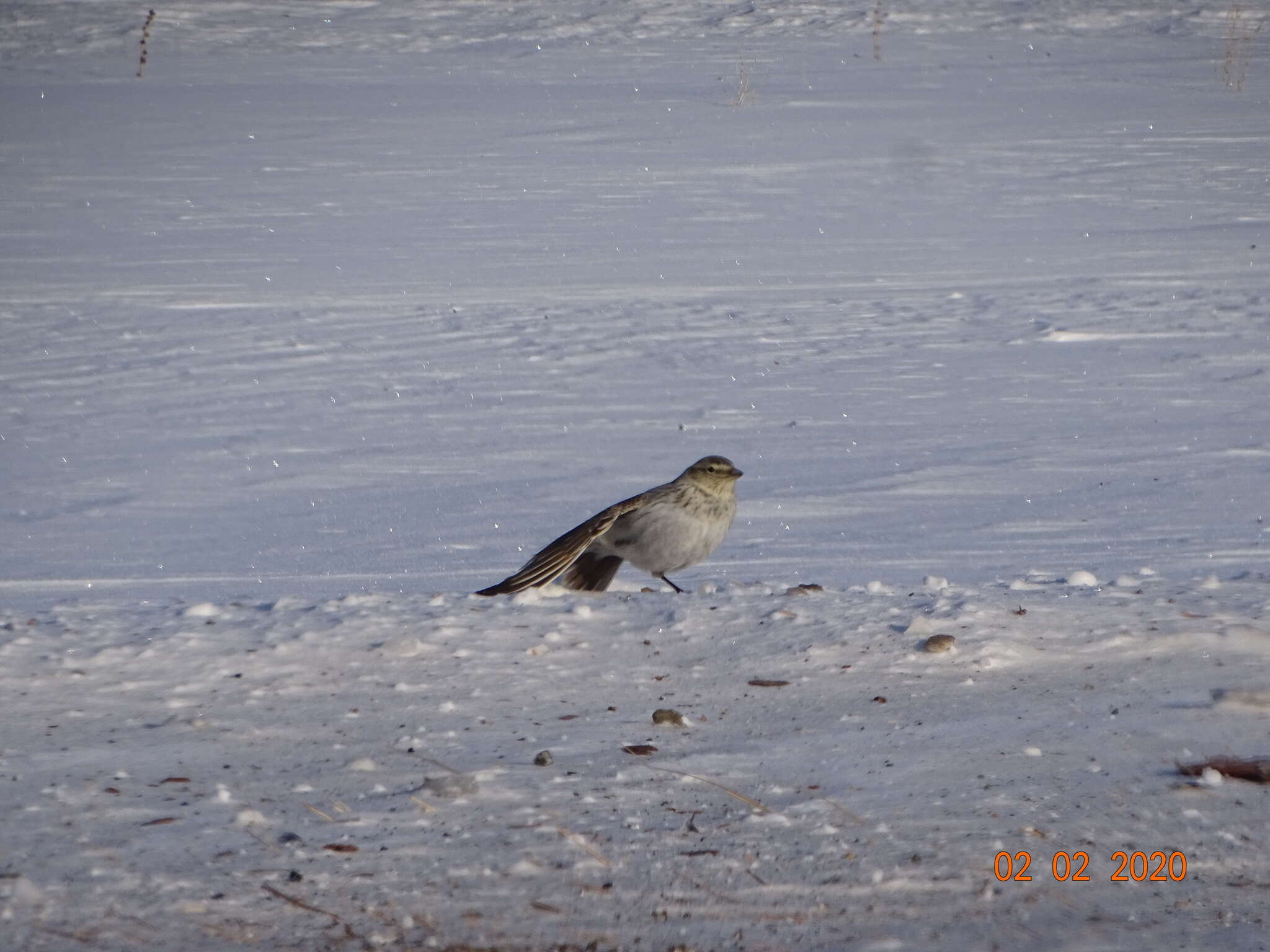 Image of Black Lark