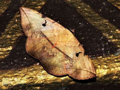 Image of Hypopyra capensis Herrich-Schäffer 1854