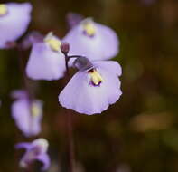 Image of Utricularia grampiana R. W. Jobson