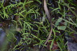 Image de Utricularia minutissima Vahl