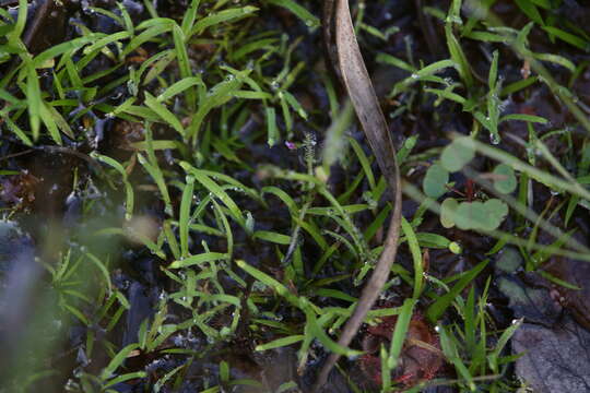 Image of Utricularia minutissima Vahl