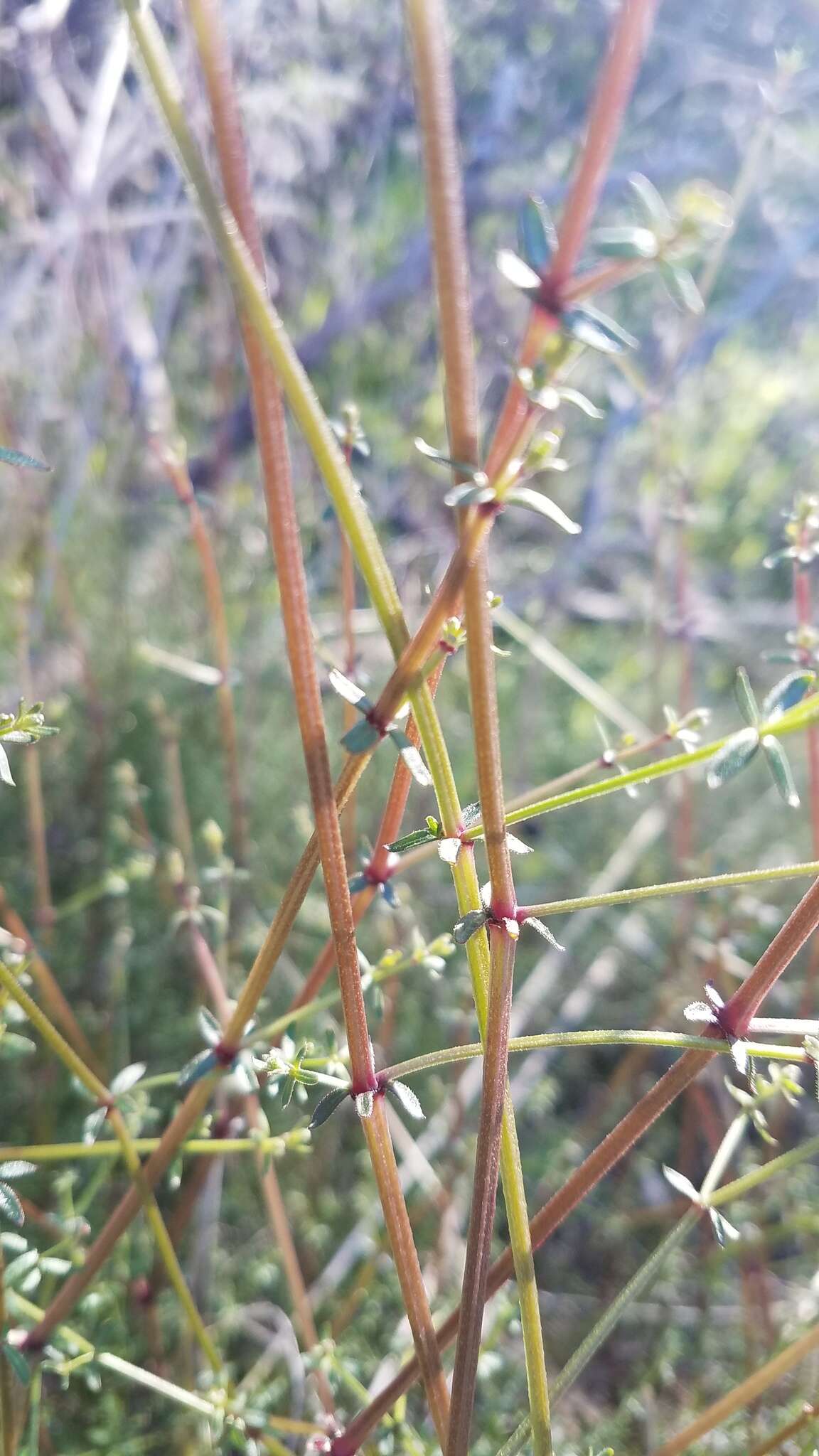 Image of graceful bedstraw