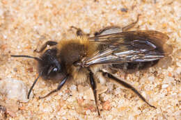 Andrena nycthemera Imhoff 1868 resmi