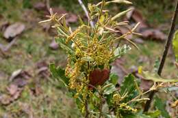 Слика од Quercus sebifera Trel.