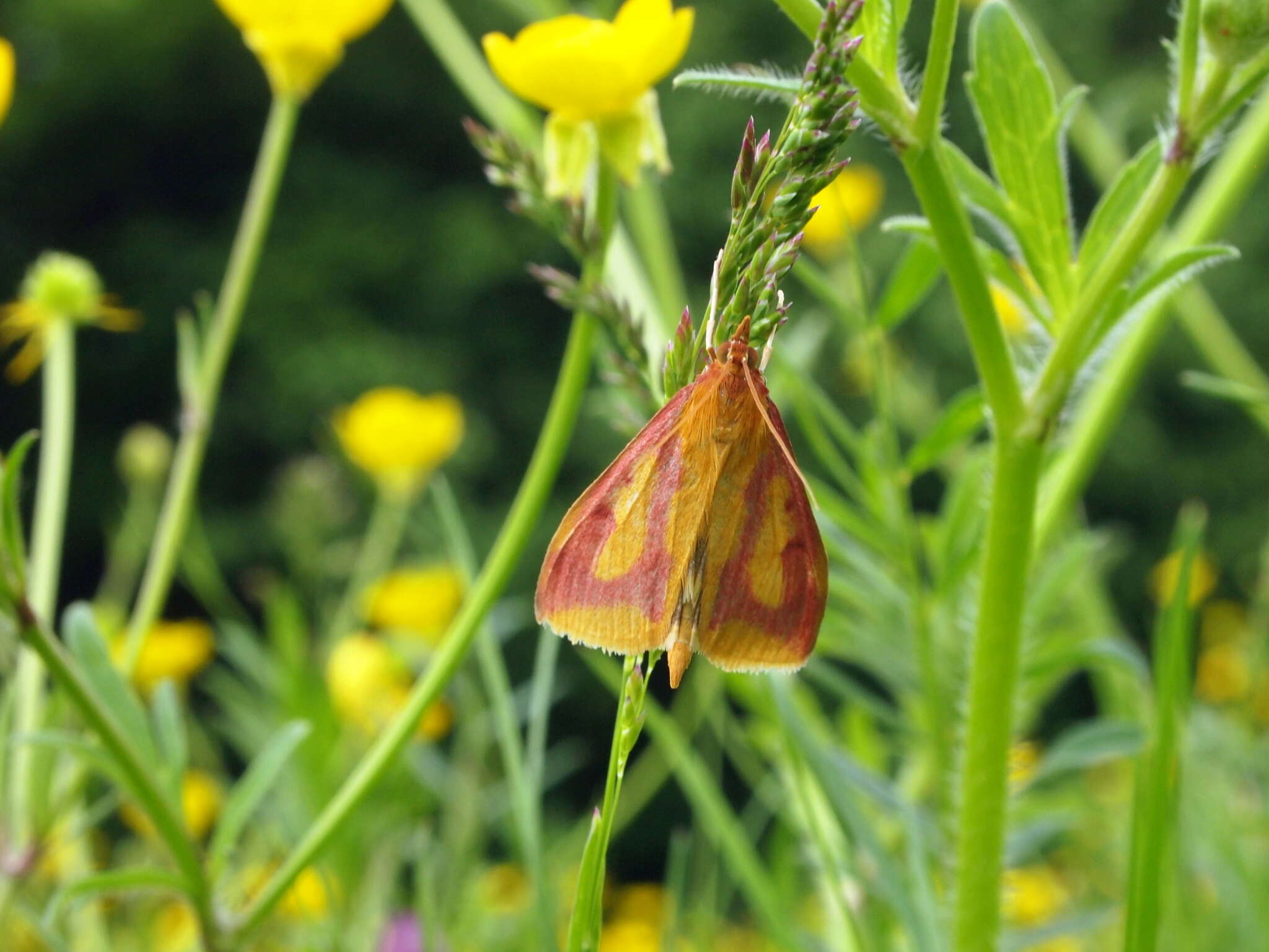 Ostrinia palustralis Hübner 1796 resmi