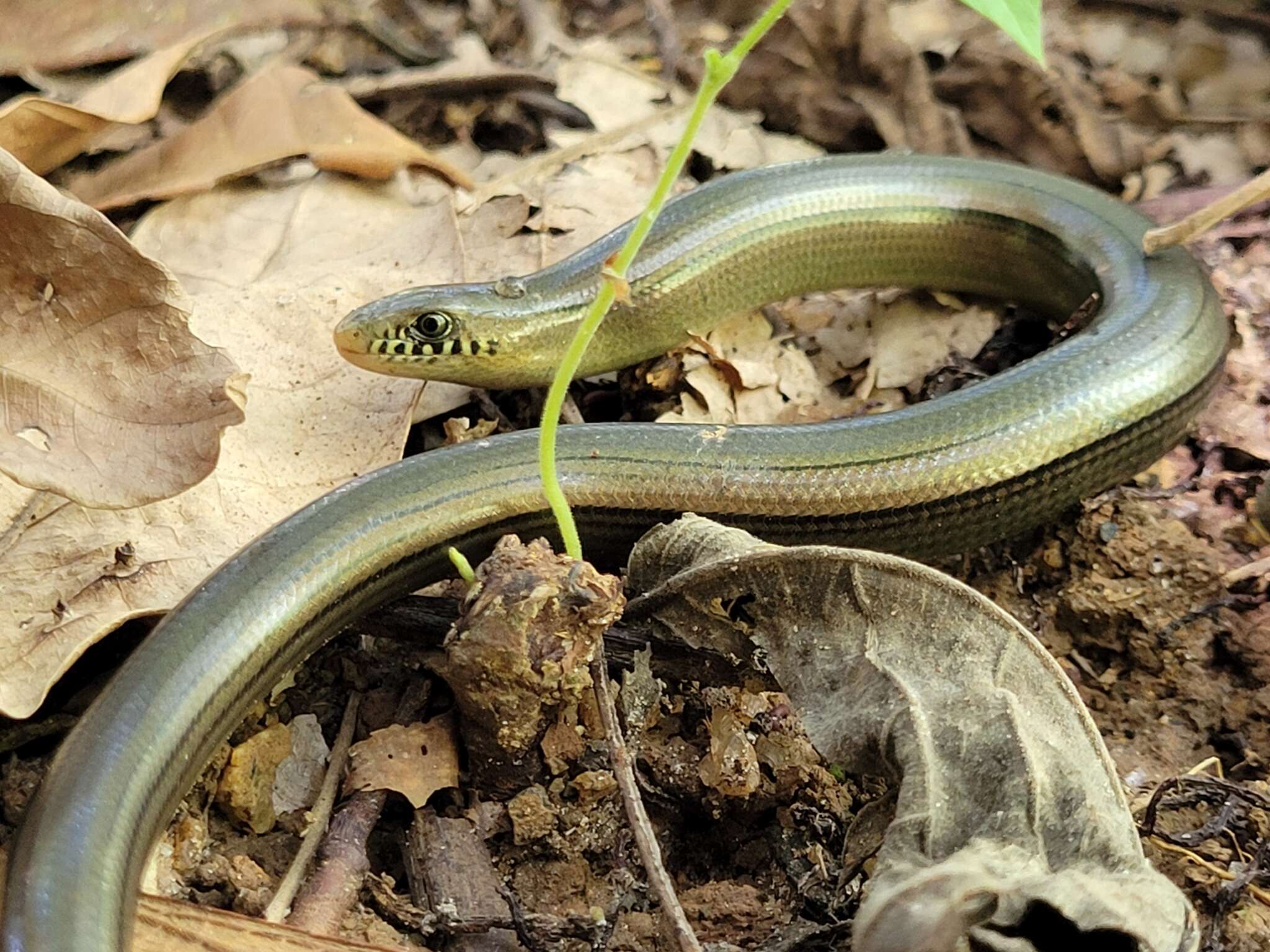 Image of Yacupoi Worm Lizard