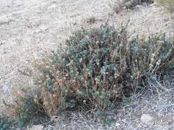 صورة Santolina rosmarinifolia L.