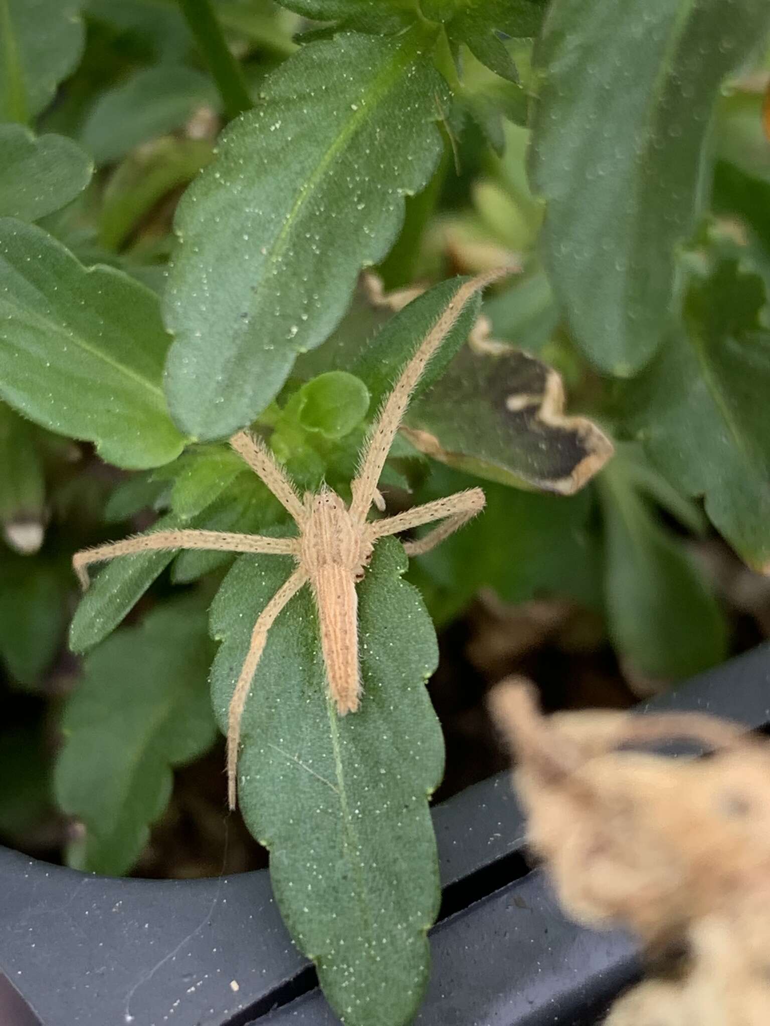 Image of Pisaurina undulata (Keyserling 1887)