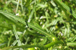 Image of Senecio tweediei Hook. & Arn.