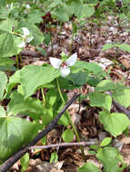 Imagem de Trillium flexipes Raf.