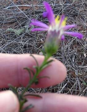 Image of Olearia magniflora F. Müll.