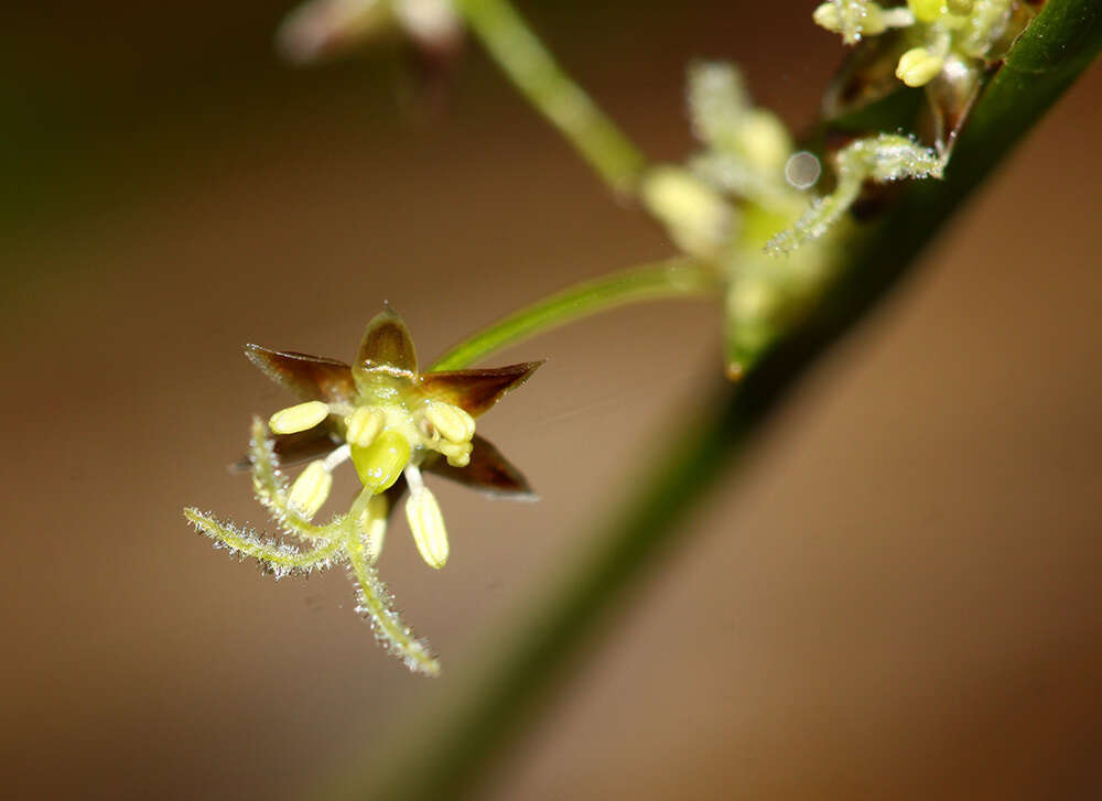 Image of Rufous Wood-Rush