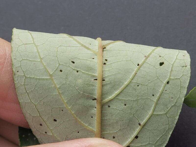 Pomaderris elliptica Labill. resmi