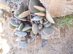 Image of Adromischus liebenbergii Hutchison