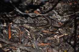 Image of South-western Cool-skink