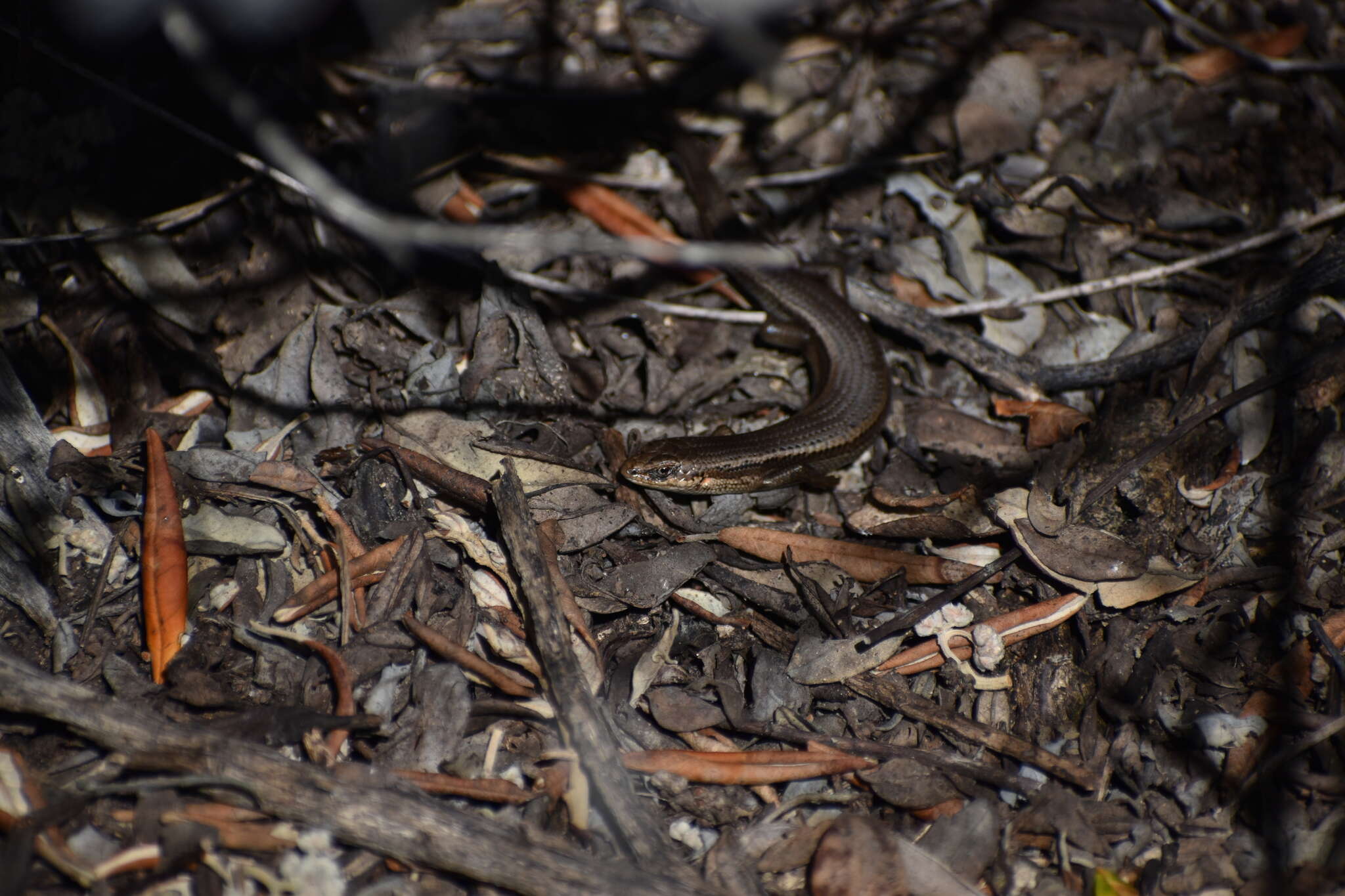 Image of South-western Cool-skink