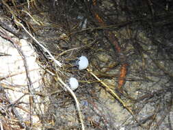 Image of Isla Santa Cruz Spiny Lizard