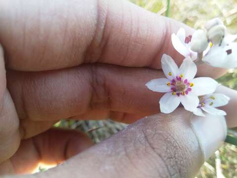 Sivun Wurmbea stricta (Burm. fil.) J. C. Manning & Vinn. kuva