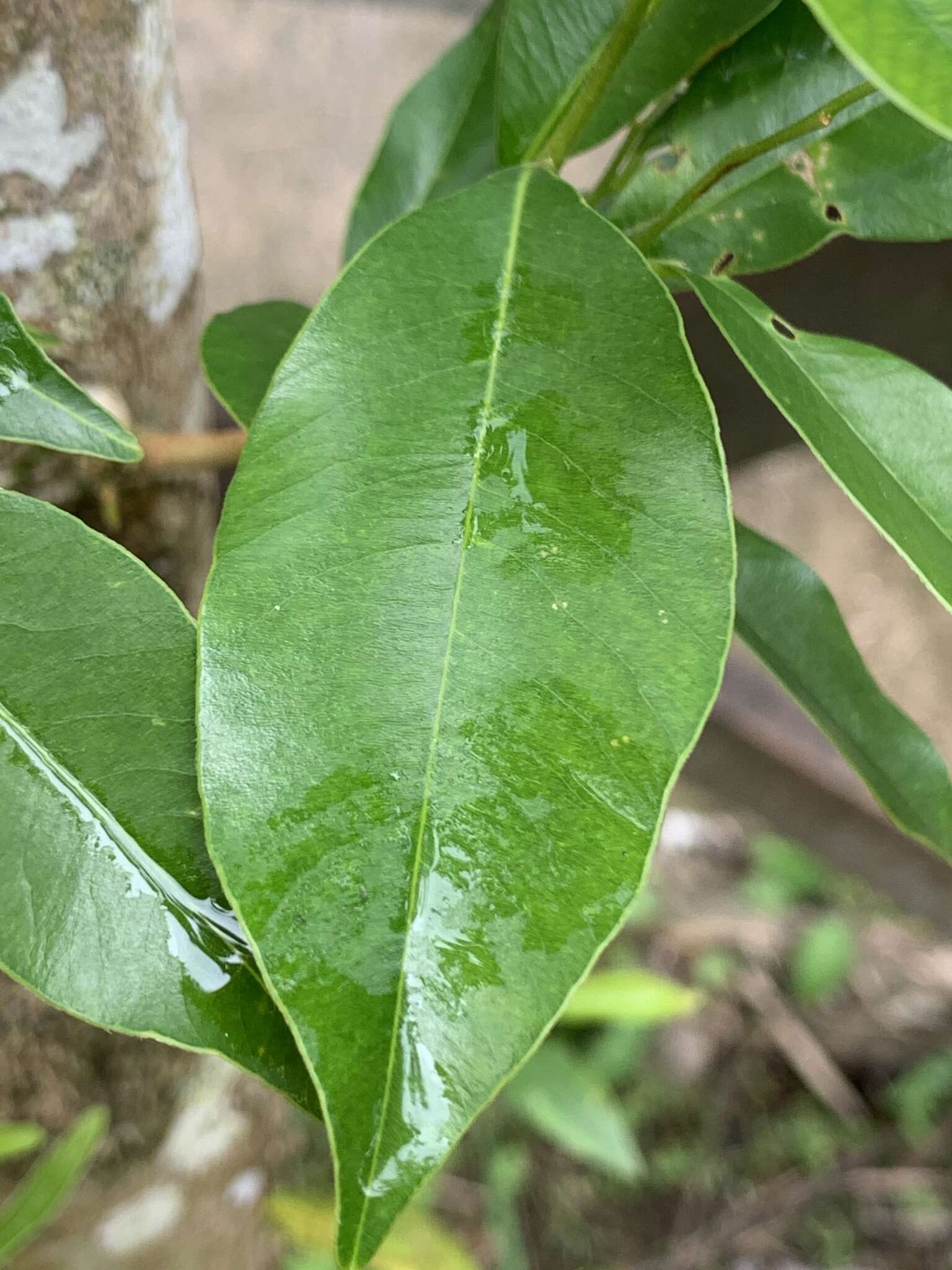 Image of Incense tree