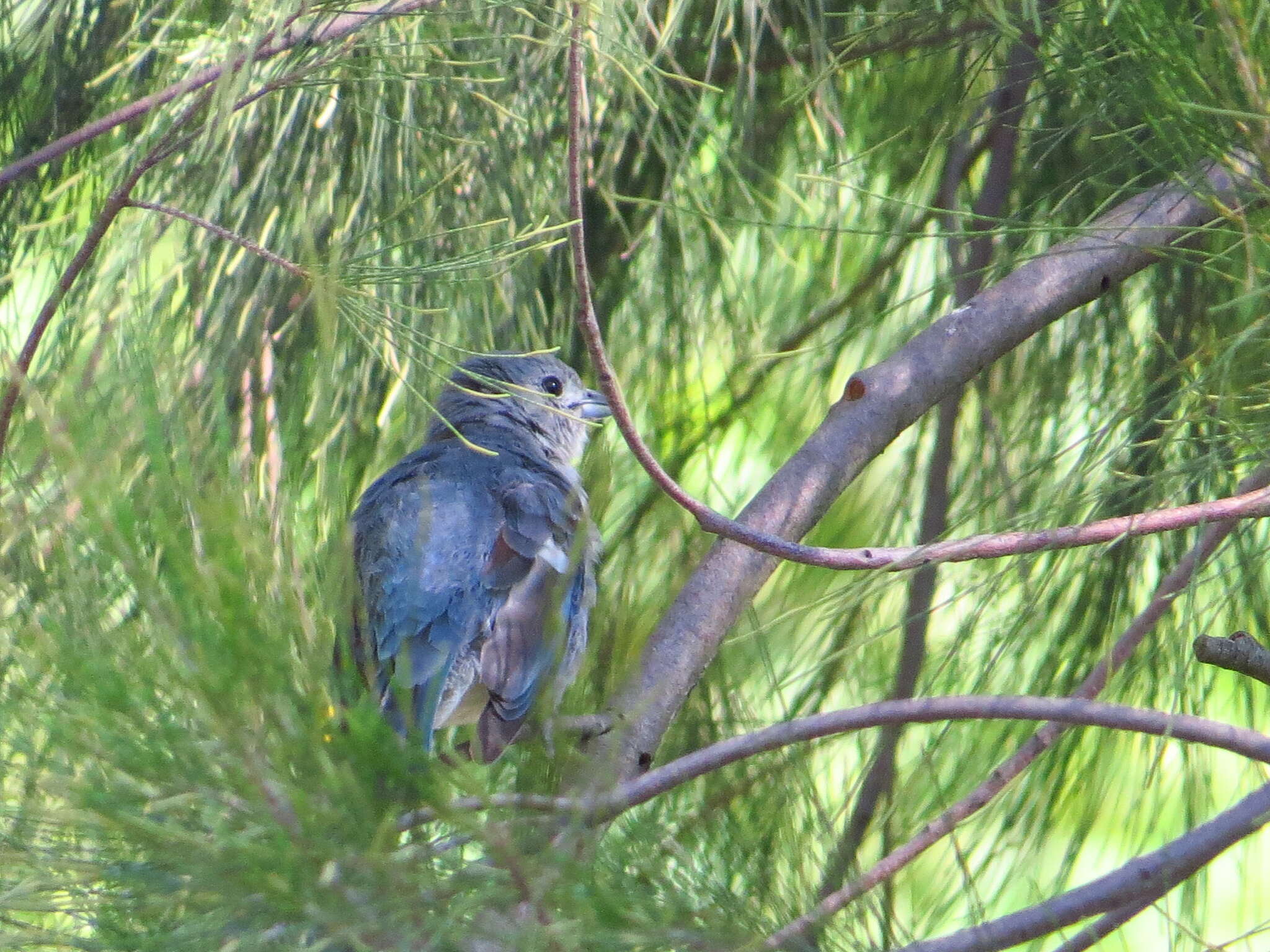 Image of Sayaca Tanager