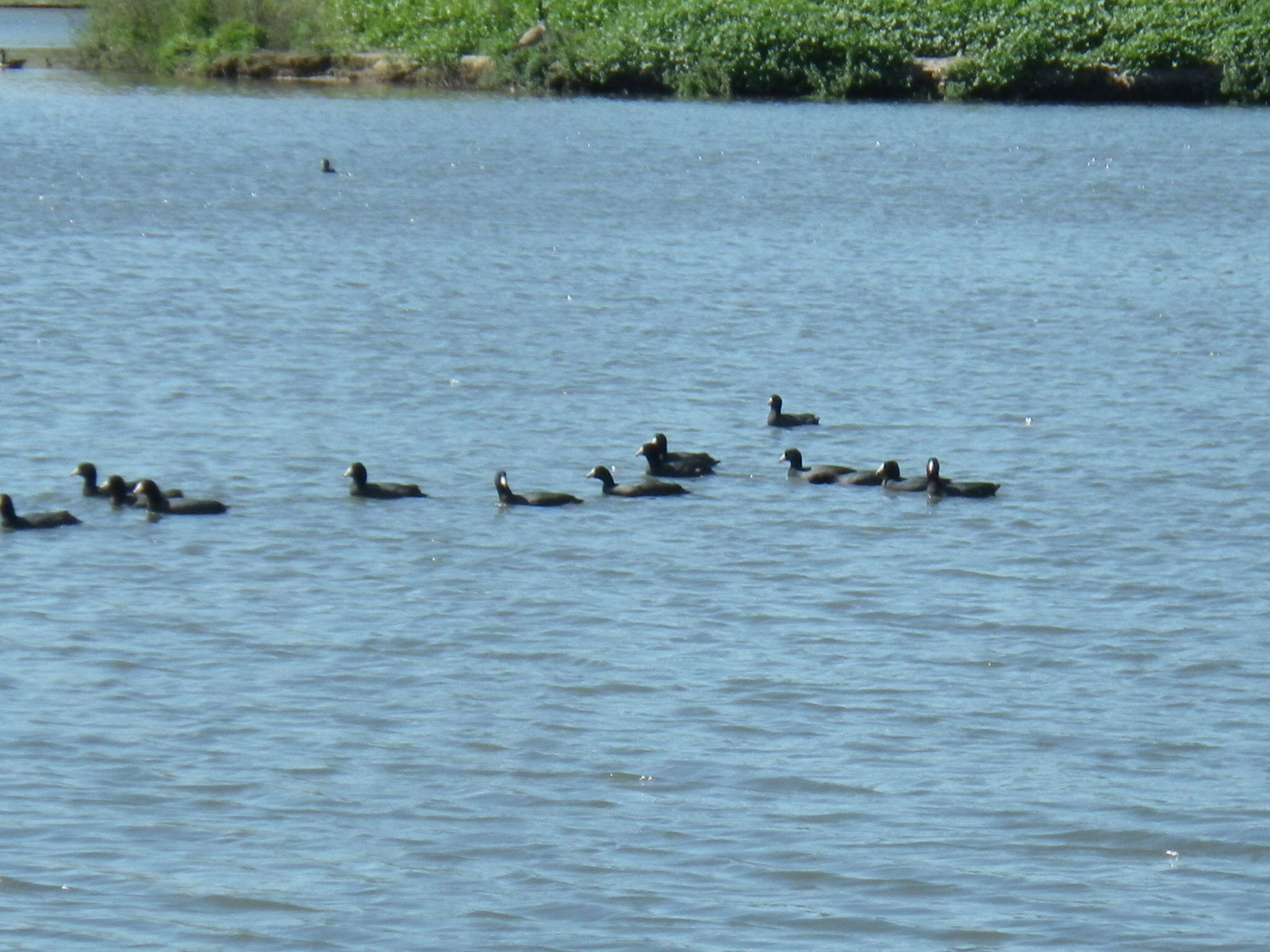 Image of North American Coot