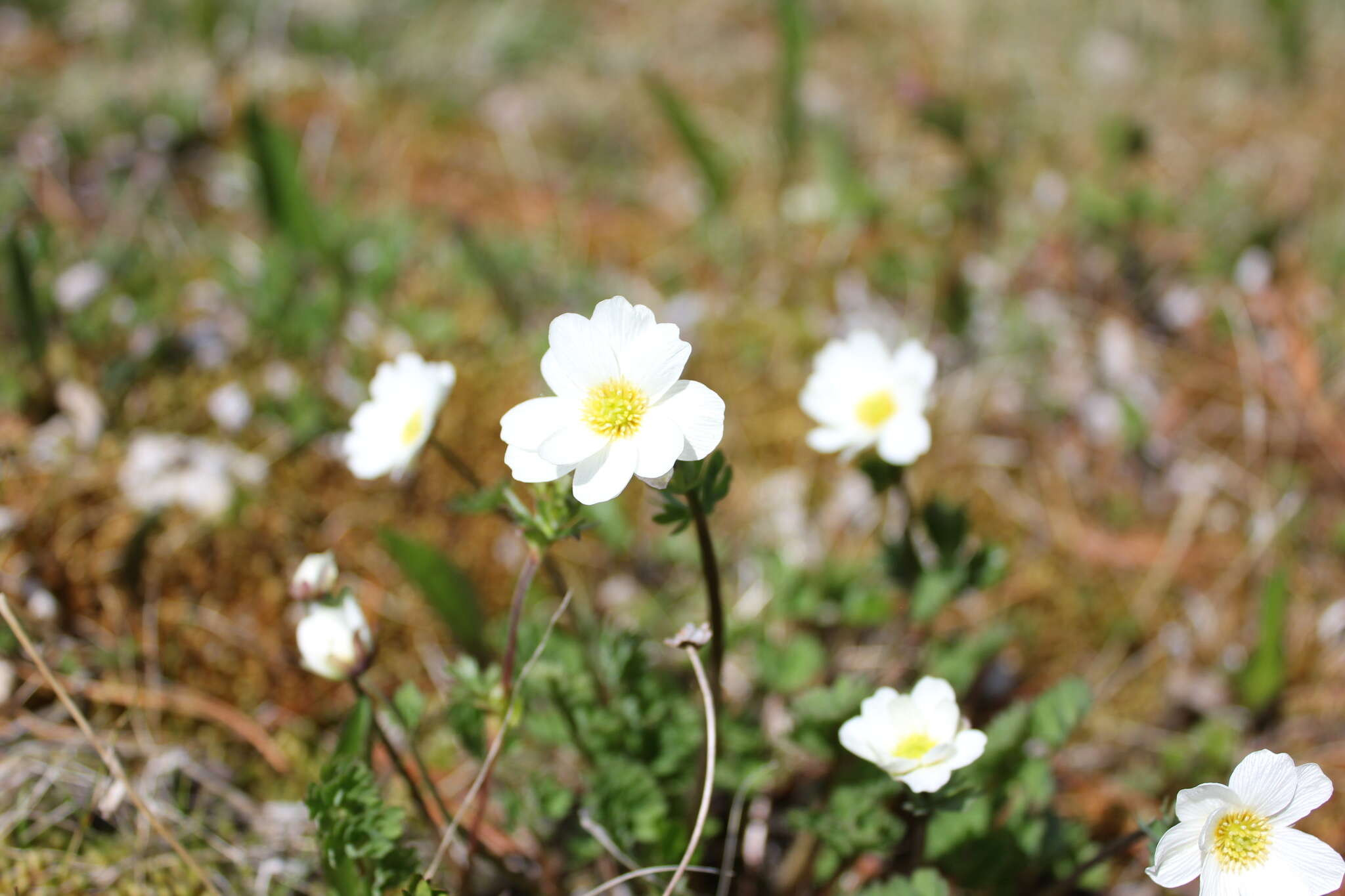 Слика од Callianthemum sajanense Witasek