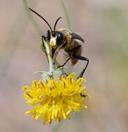 Image of Sphex mendozanus Brèthes 1909