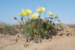 Слика од Papaver pulvinatum subsp. lenaense A. I. Tolmachev