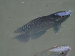 Image de Oreochromis leucostictus (Trewavas 1933)