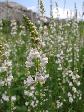 Image of Linaria microsepala A. Kerner