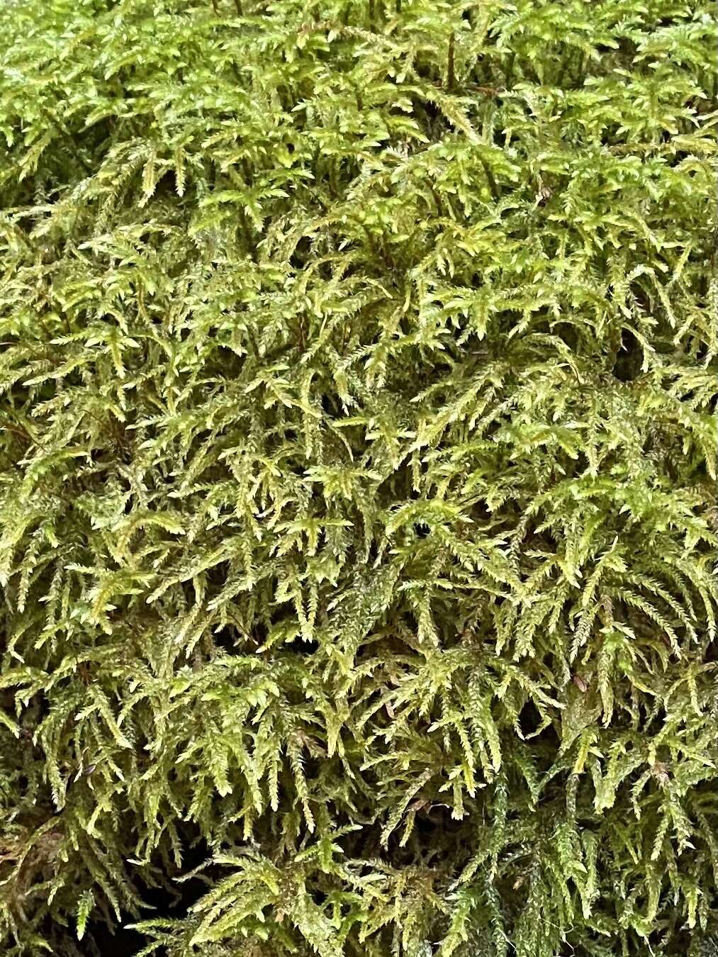 Image of loeskeobryum moss